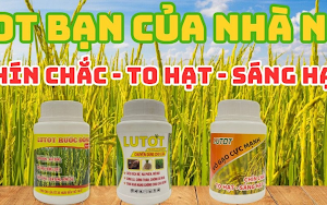 Phép màu Lutot: Cứu cánh cho nông dân, lúa ngập tràn đồng