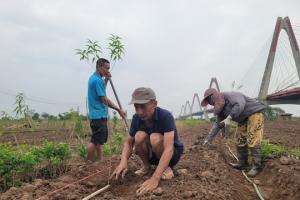 Hà Nội: Người dân làng đào Phú Thượng trồng hoa, rau để kịp bán Tết