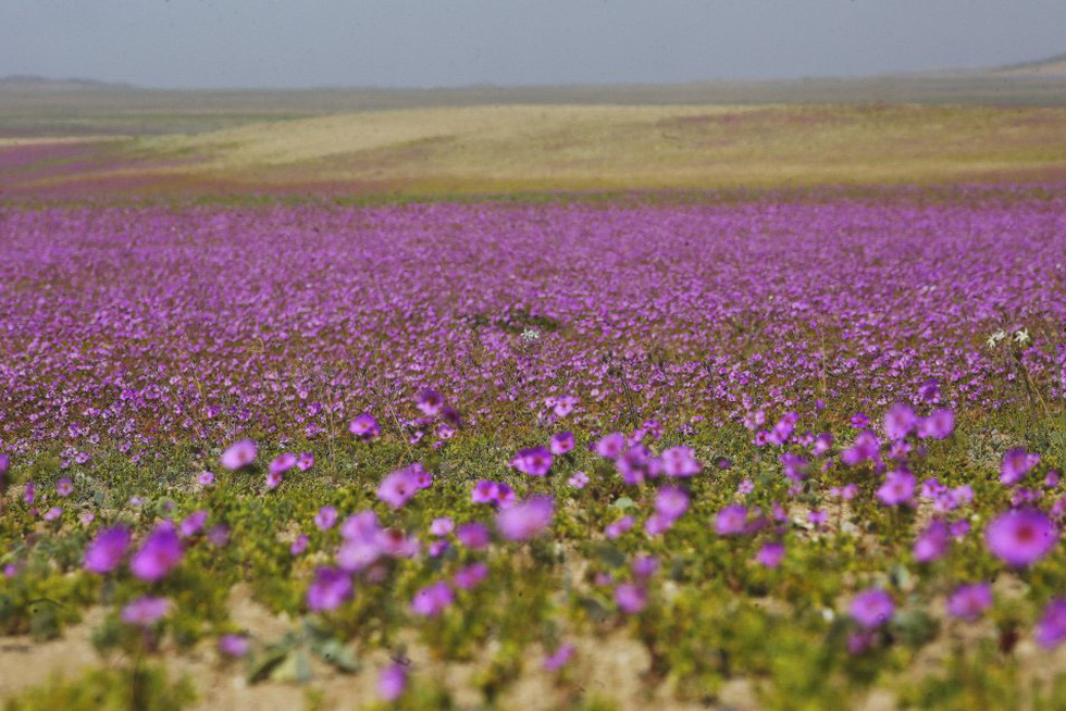 Chile bảo vệ hiện tượng 'sa mạc nở hoa' độc đáo tại Atacama