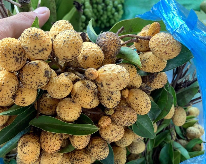 Loại quả xưa không ai biết đến, nay gây sốt dân thành phố, giá 45.000 đồng/kg