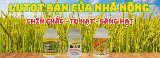 Phép màu Lutot: Cứu cánh cho nông dân, lúa ngập tràn đồng